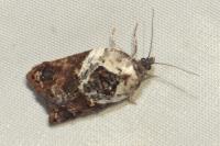 Acleris variegana