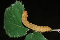 Habrosyne pyritoides