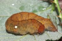 Habrosyne pyritoides