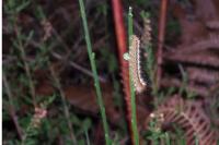Lasiocampa quercus