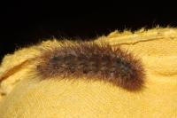 Phragmatobia fuliginosa