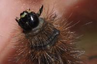 Phragmatobia fuliginosa
