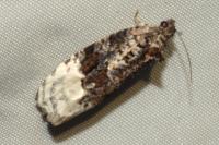 Apotomis betuletana