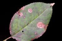 Leucoptera malifoliella