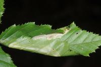 Phyllonorycter esperella
