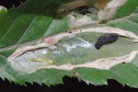 Phyllonorycter esperella