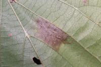 Phyllonorycter nicellii