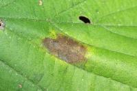 Phyllonorycter nicellii