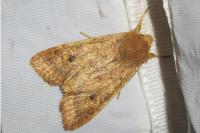 Sunira circellaris