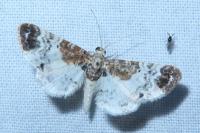Eupithecia breviculata