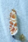 Rhyacionia pinicolana