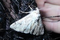 Anarta trifolii