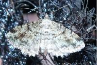 Fagivorina arenaria