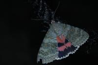 Catocala elocata