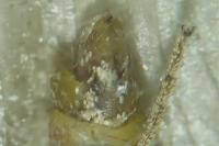 Epirrita dilutata