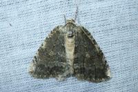 Epirrita