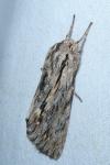 Asteroscopus sphinx