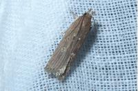 Helcystogramma triannulella