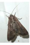 Peridroma saucia