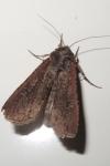 Peridroma saucia
