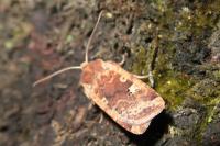 Conistra erythrocephala