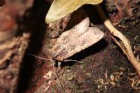 Peridroma saucia