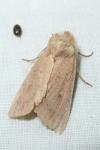 Mythimna ferrago