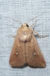 Mythimna albipuncta