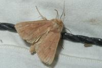 Mythimna ferrago
