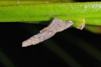 Coleophora calycotomella