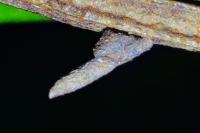 Coleophora calycotomella
