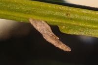 Coleophora calycotomella