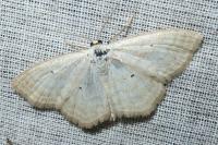 Scopula immutata