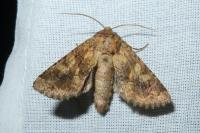 Conisania luteago