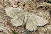 Philereme vetulata