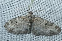 Pterapherapteryx sexalata