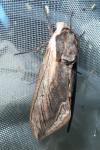 Sphinx ligustri