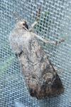 Luperina testacea