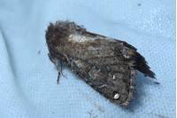 Luperina testacea
