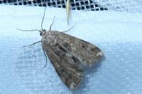 Cataclysta lemnata