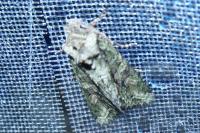 Dryobotodes eremita