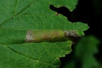 Phyllonorycter tristrigella