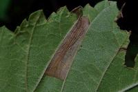 Phyllonorycter tristrigella