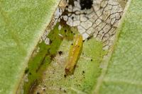 Phyllonorycter tristrigella