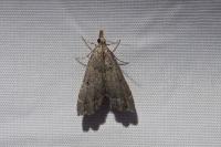 Diplopseustis perieresalis