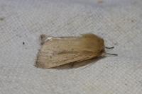 Sesamia nonagrioides