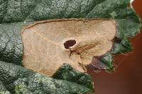 Coleophora violacea
