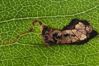 Stigmella pyri
