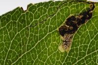 Stigmella pyri