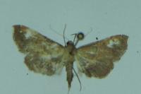 Endotricha flammealis